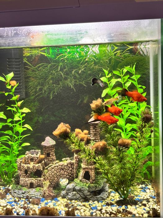 Аквариум 60 литра + шкафчето и рибките