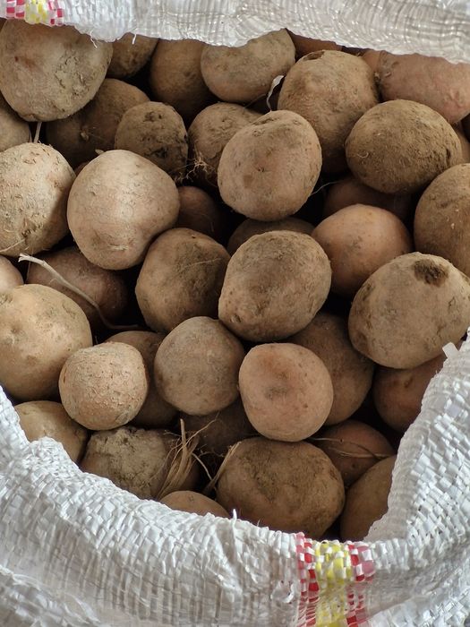 Vind cartofi pt porci