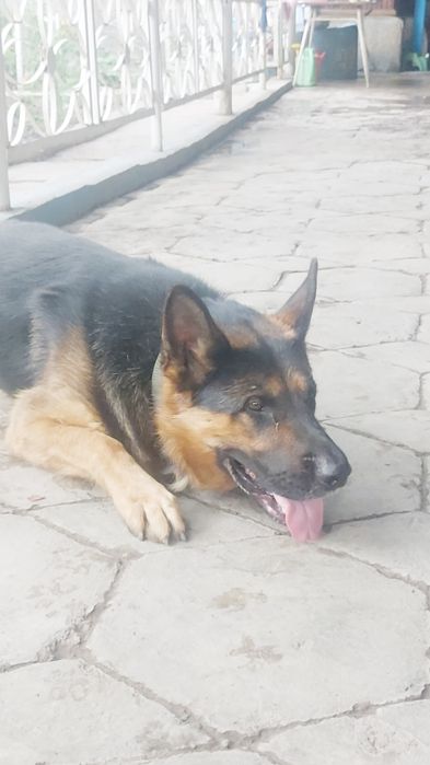 Для Вязка собака немец