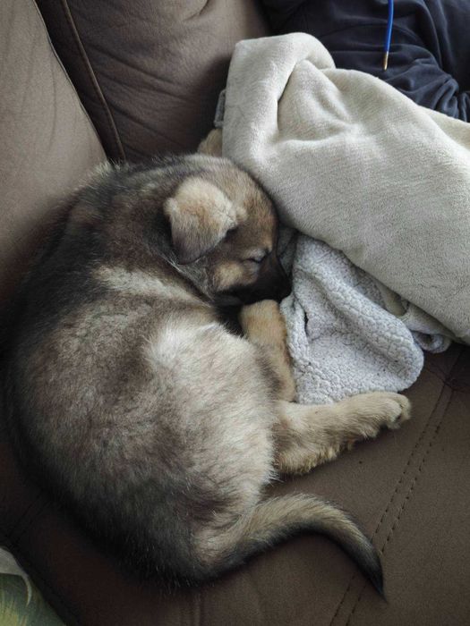 Чехословашки вълчак източно-европейска овчарка