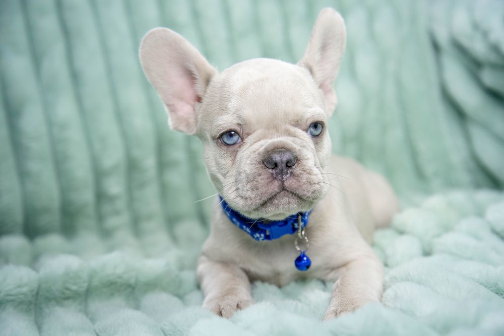 Bulldog francez lilac merle