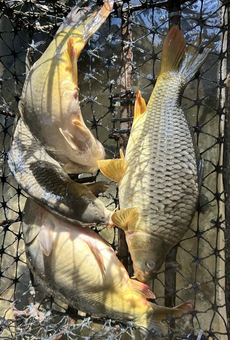 Crap pentru consum si populat