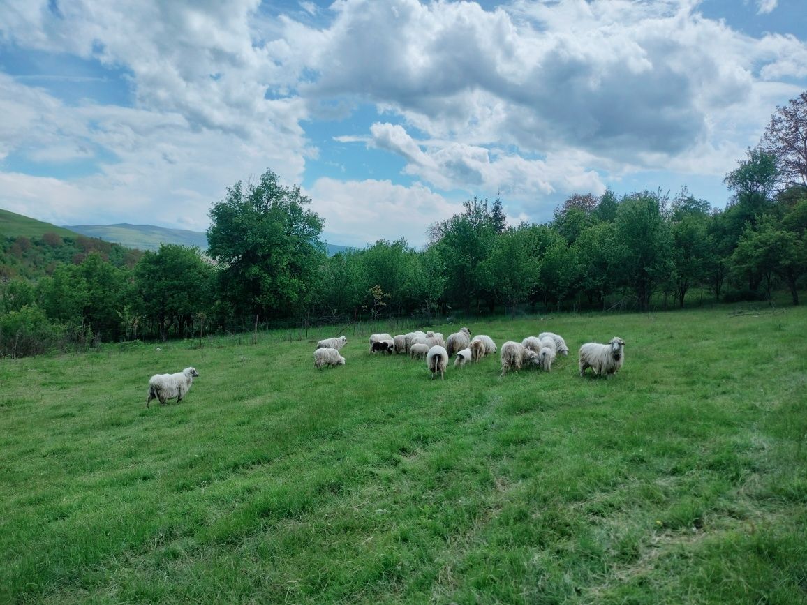 Vand oi turcane cu origine sau schimb cu cal/vaca