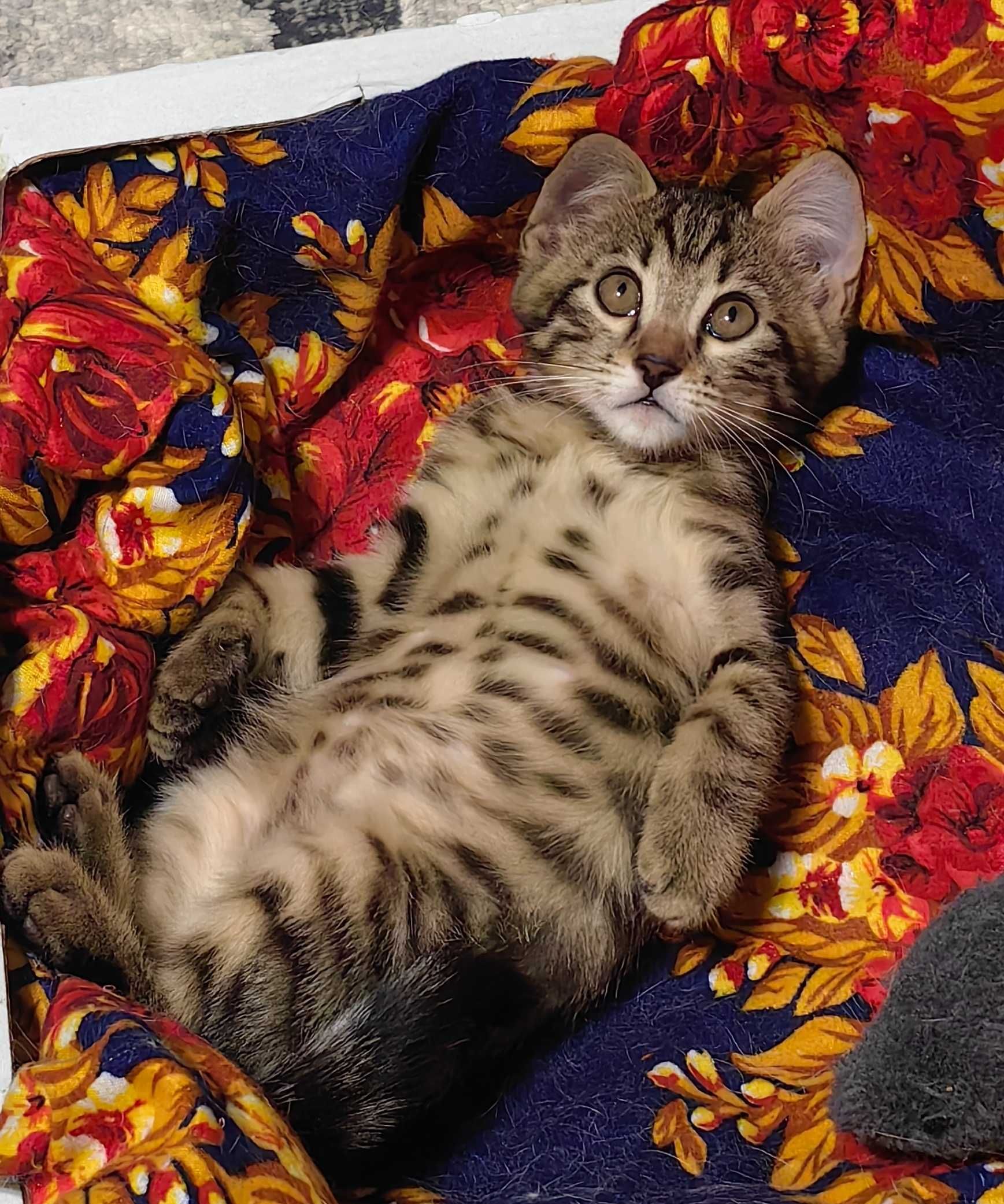 Котенок бесплатно