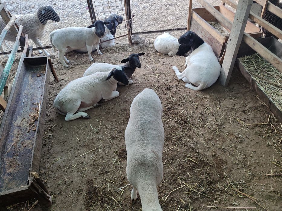 Дорпер куйлари сотилади