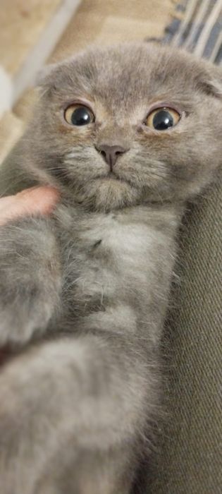 Продается вислоухий котенок, девочка