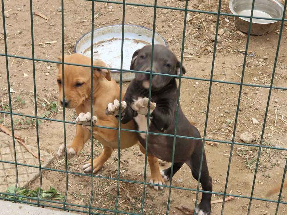 Продавам питбулчета