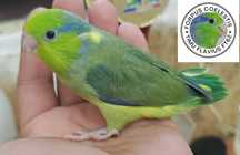 Papagali Forpus coelestis