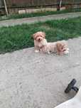 Maltipoo talie mica toy