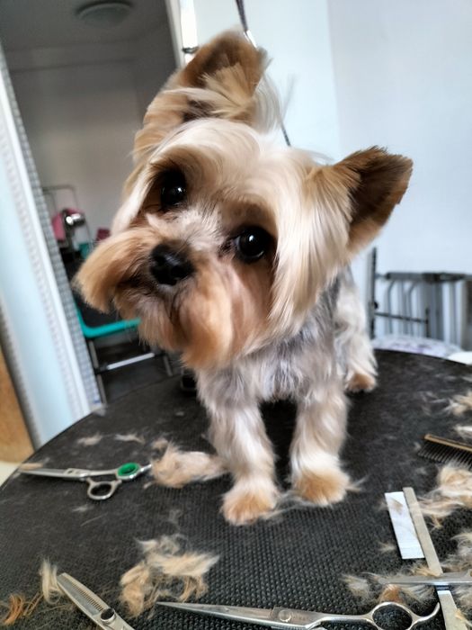 Cosmetica canina