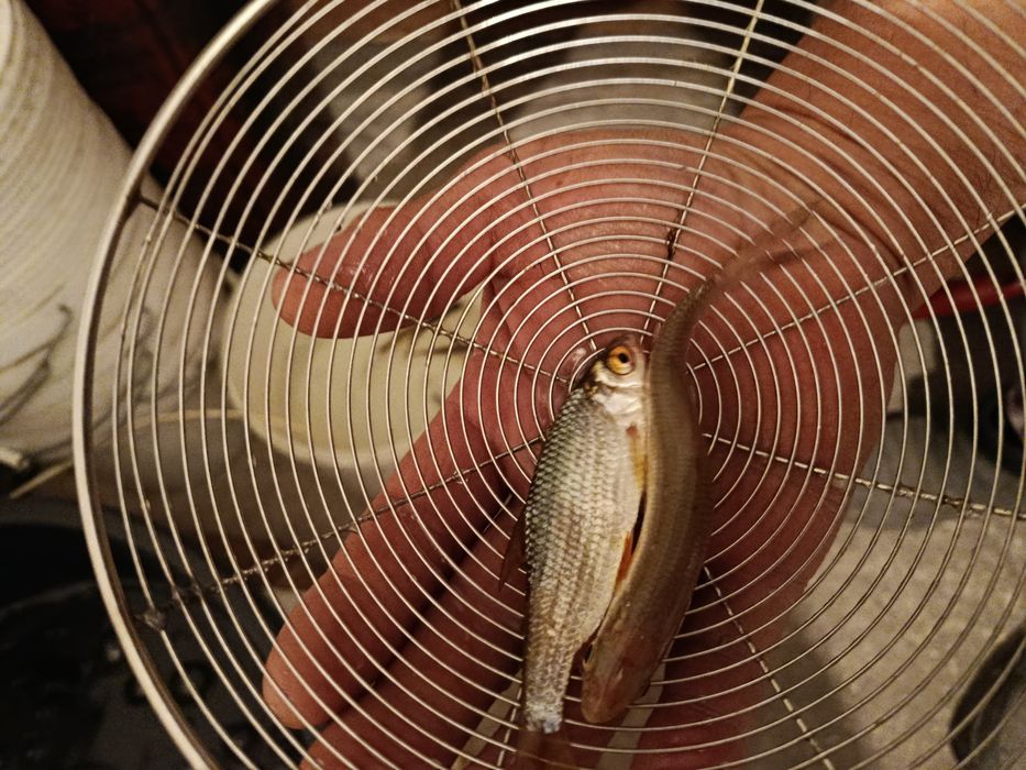 Малек плотва в наличие