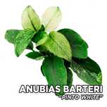 Anubias Pinto – plantă rară, stoc limitat, doar 5 bucăți.