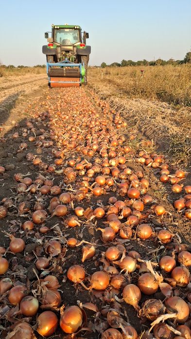 Ceapa galbena din samanta recolta 2025