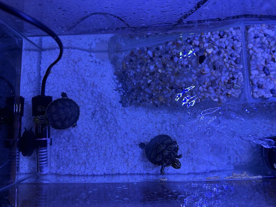 broaste testoase cu avariu, filtru si incalzitor