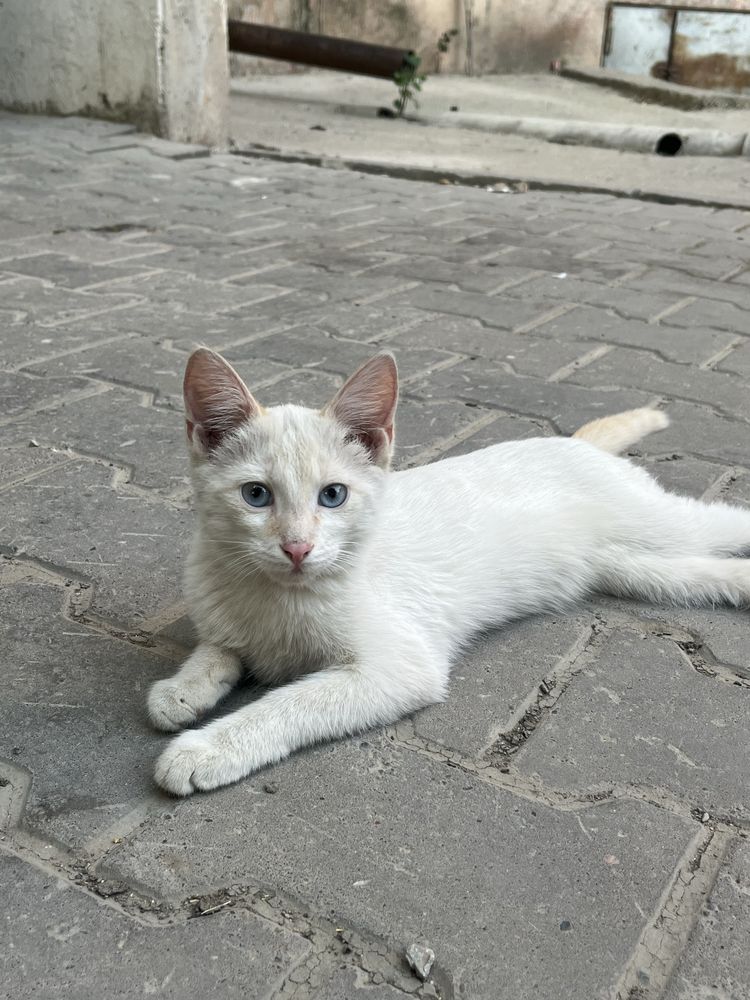 Милые котята ищет дом!