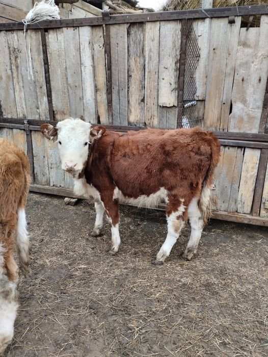 Продам телёнка апрельский