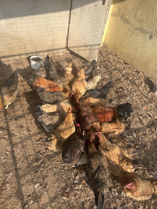 Тауықтар сатылады! Продаются курицы!