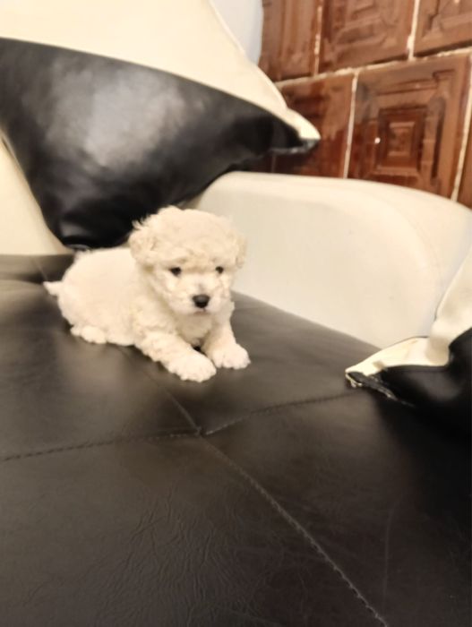 3 fetite bichon frise