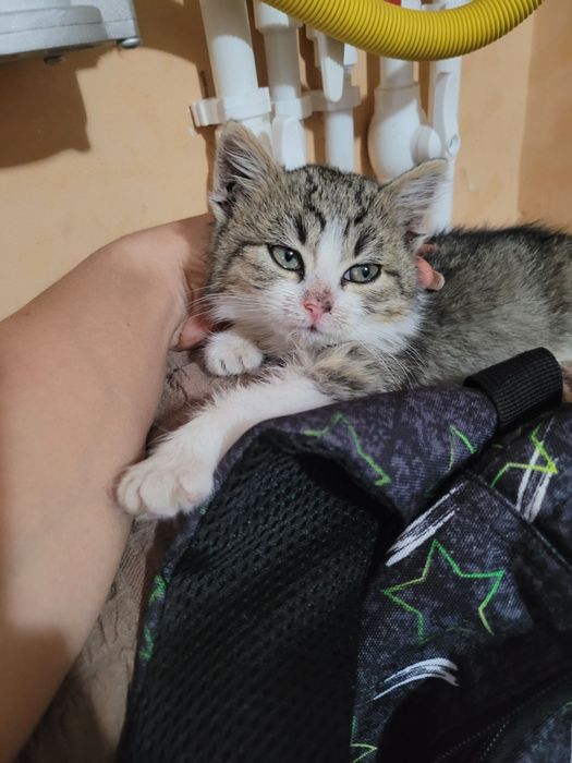 Ofer spre donație 3 băieți de pisica în vârstă de 4 luni