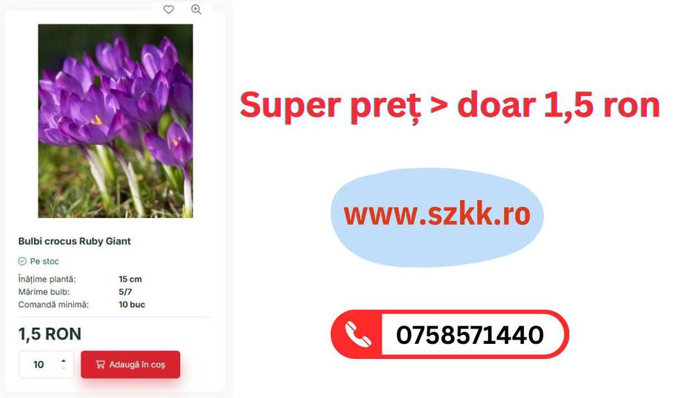 Bulbi de lalele, narcise, zambile engros si endetail