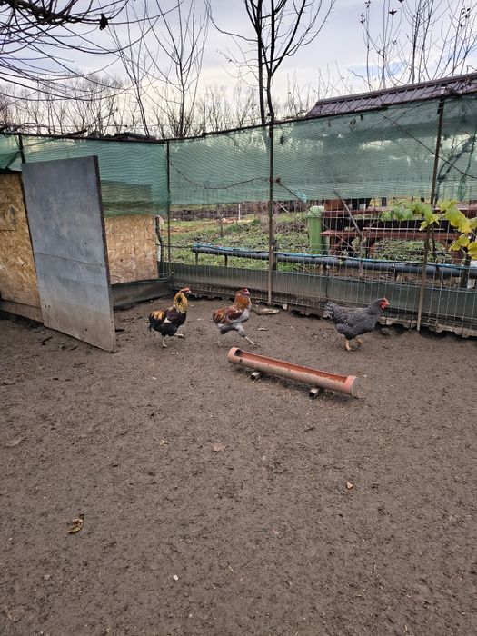 Cocosi aruncana vând sau schimb pe femele aruncana