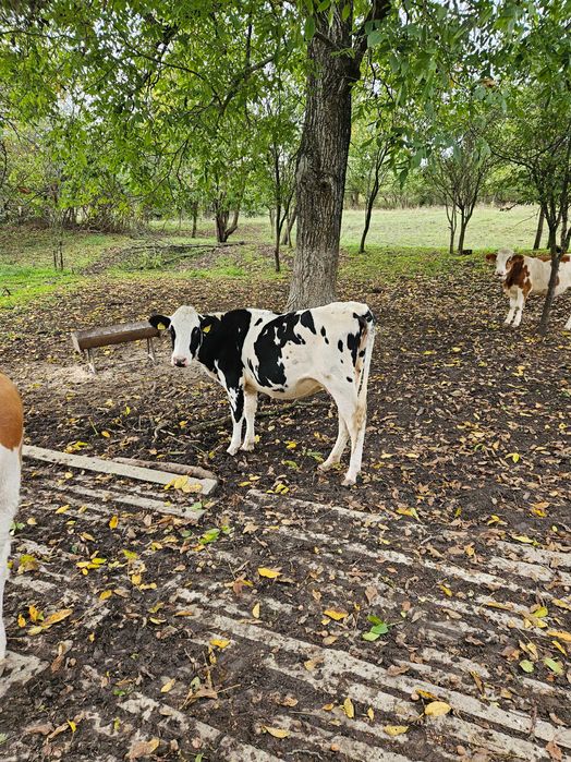 Vaci de vanzare angus,BR