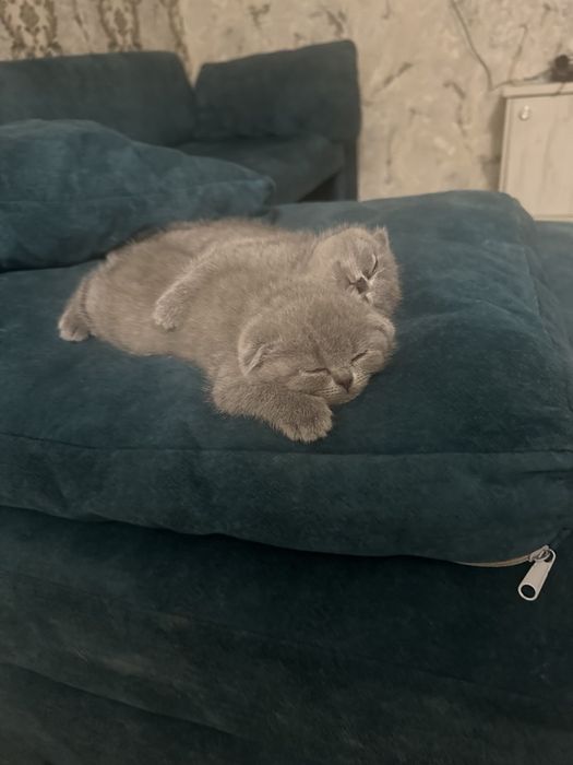 Чистокровные котята скотиш фолд