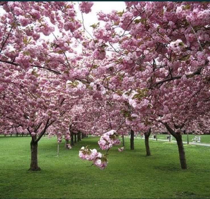 Cireș japonez diferite soiuri