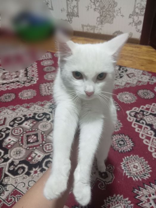 Продается кошка очень крисивая , шустрая , веселая любит играться