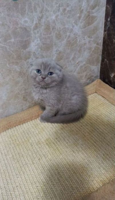 Scottish fold blue