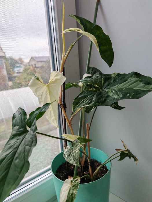 Сингониум Империал вайт