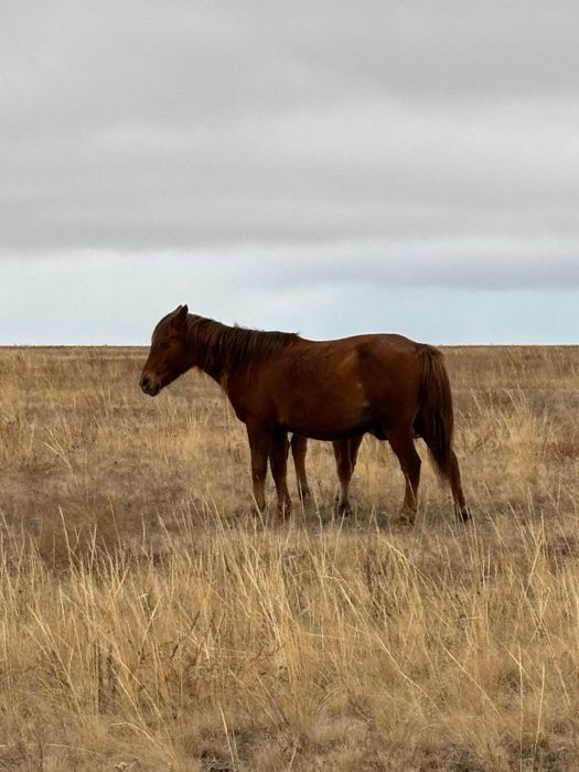 Биелер.     сатылады