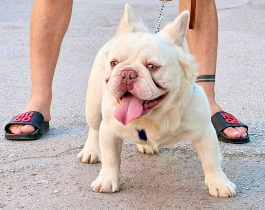 French French buldog