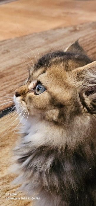 British golden longhair