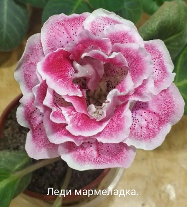 Укоренённые листочки глоксиний