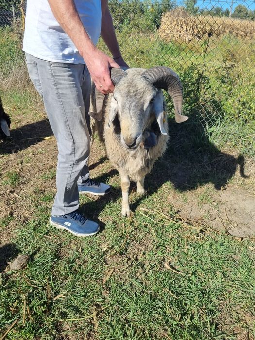 Berbec Monta Karakul