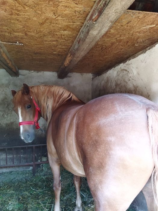 Iapă de vânzare, 4 ani