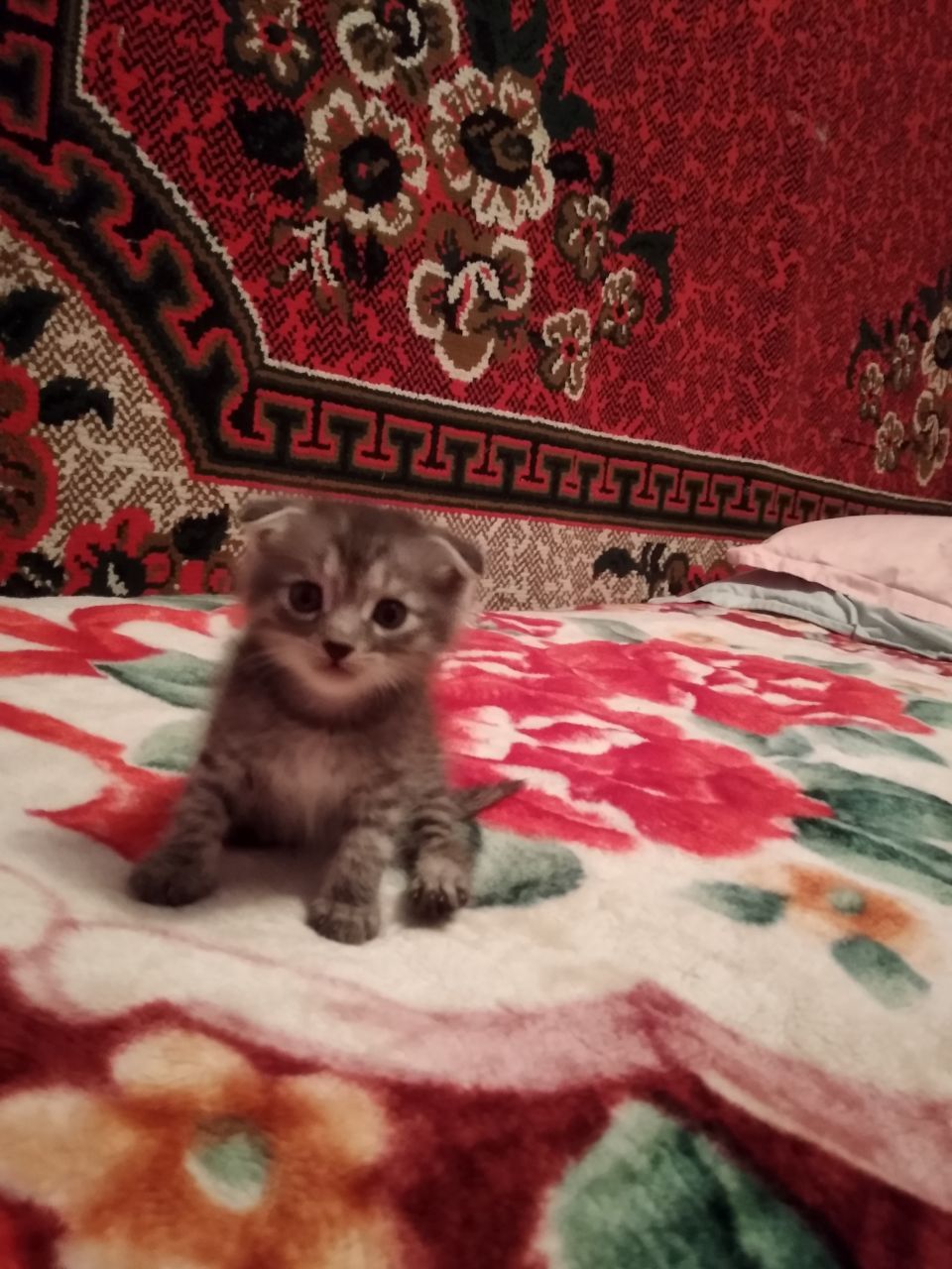 Пятеро котят, четыре вислоухих красавца, один рыжий Красногорский