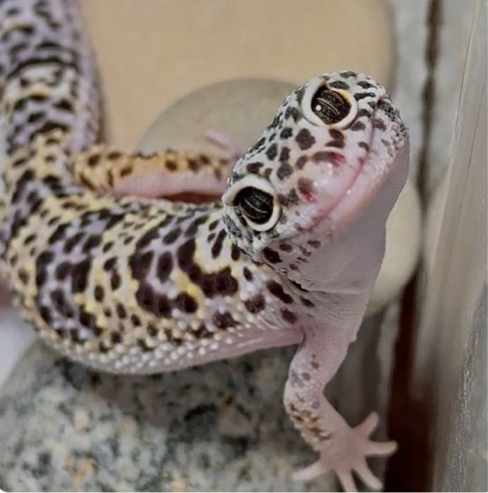 Продаются эублефары