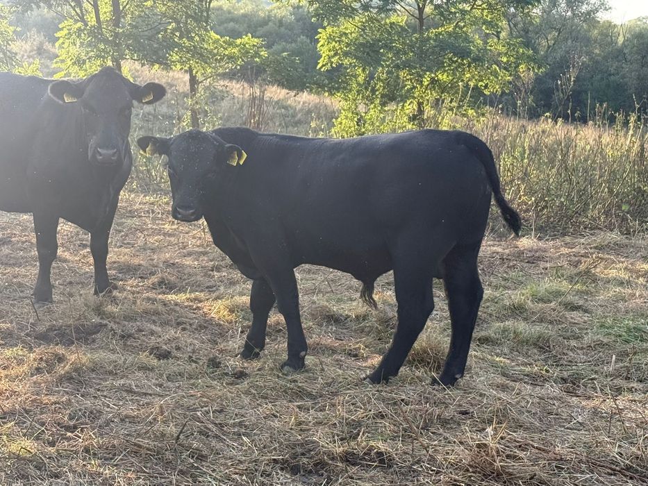 Vand vitei angus
