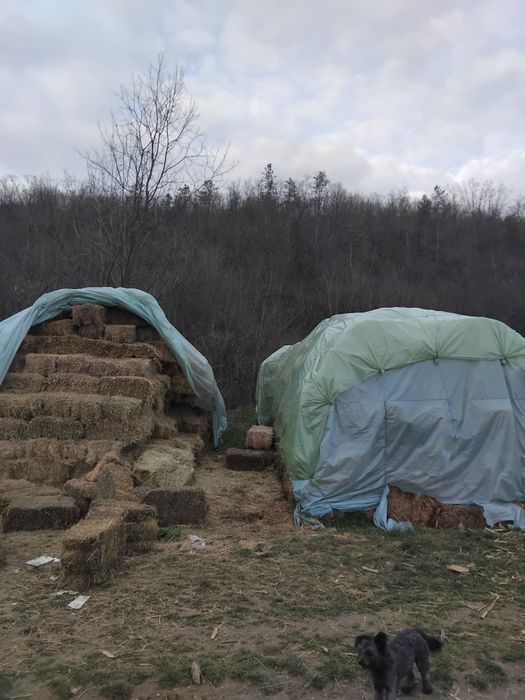 Vând baloti lucerna