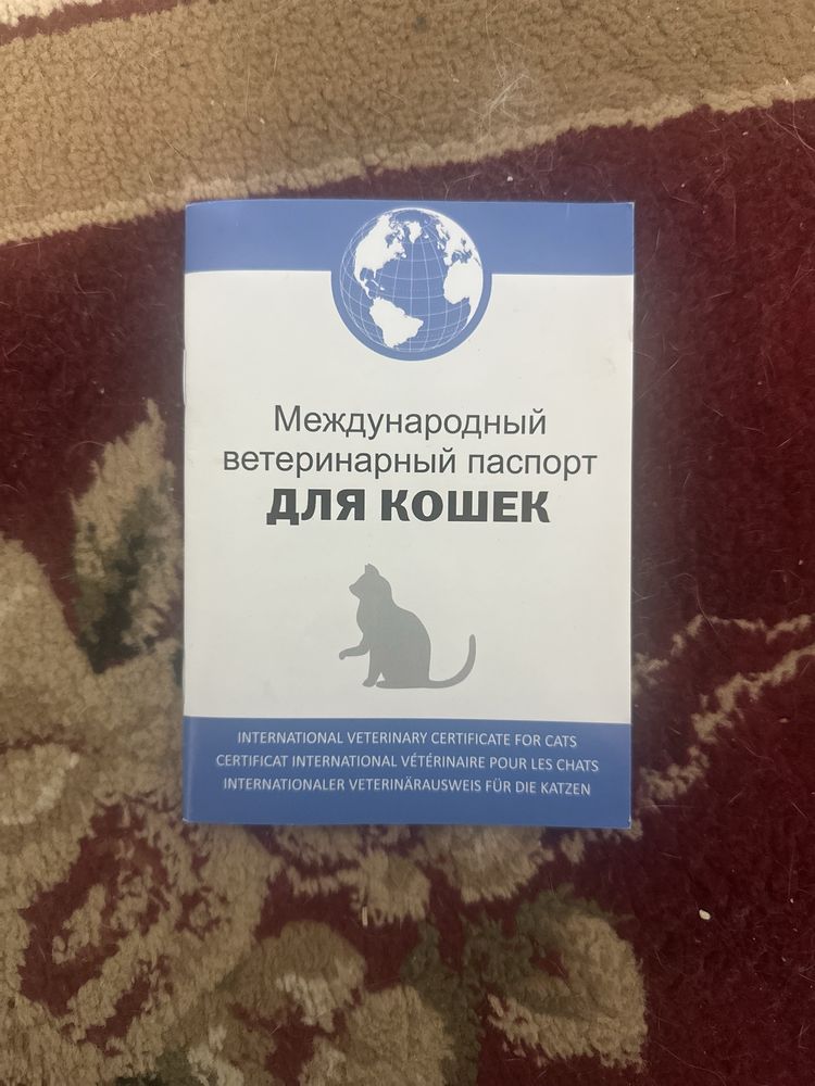 Бриттиш фолд с паспортом для вязки  (МУЖЧИНА)