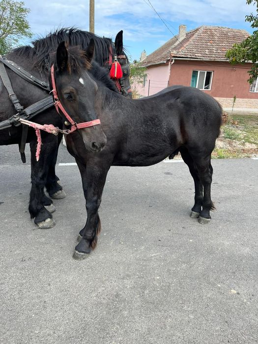 Manz de 5 luni din iapa neagra si armasar negru