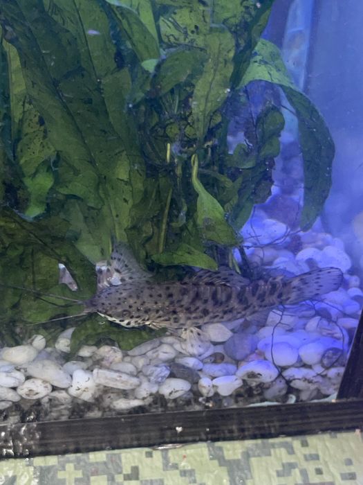 Сом торакатум 2 шт.