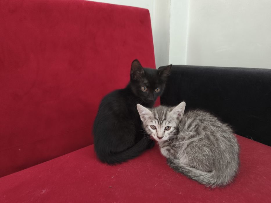 Отдам котят в добрые руки. Два мальчика есть бесплатная доставка