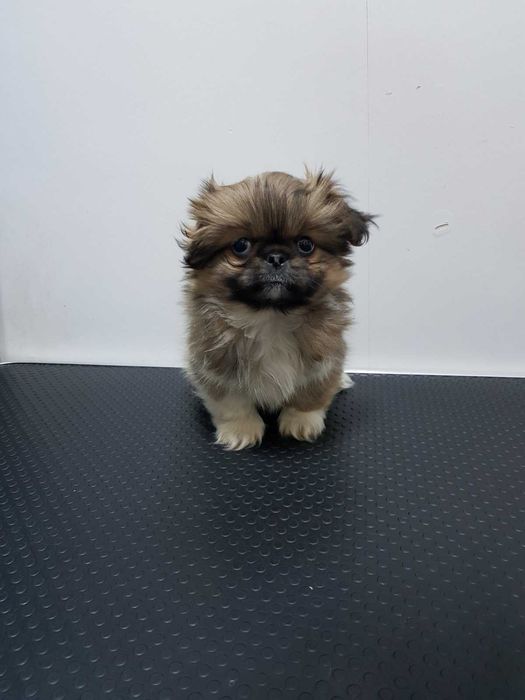 Продава  Пекинез, Френски булдог