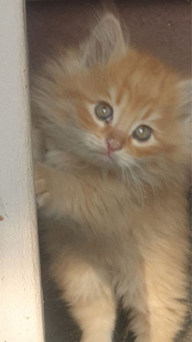 Котята полупародистые