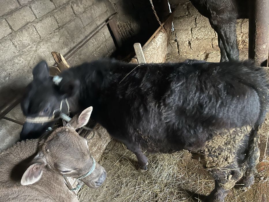 Vacă și viței de vanzare