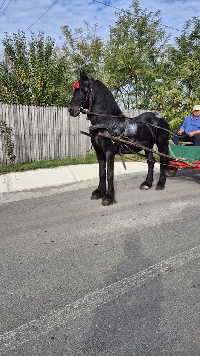 Armasar friesian pt copii- cal de scoala