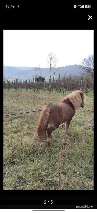 De vânzare foarte cuminte